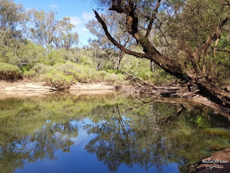 Land, Nature, Outdoors, Pond, Swamp, Tree, Tree Trunk, Vegetation, Water, Wilderness